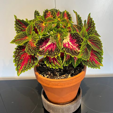 Coleus «space Cake»