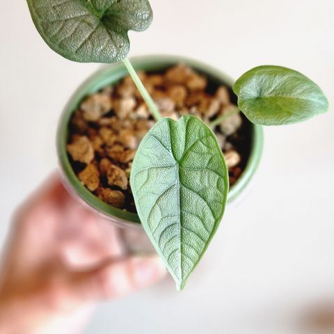 Alocasia Melo