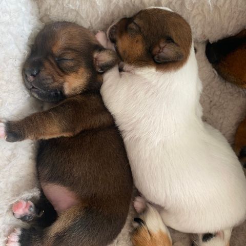 2 nydelige Jack Russel Valper