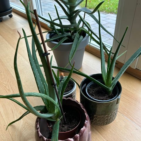 Aloeveraplante div. Størrelser 50-300kr