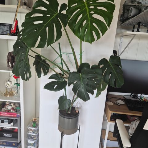 Monstera selges pga dyr i huset