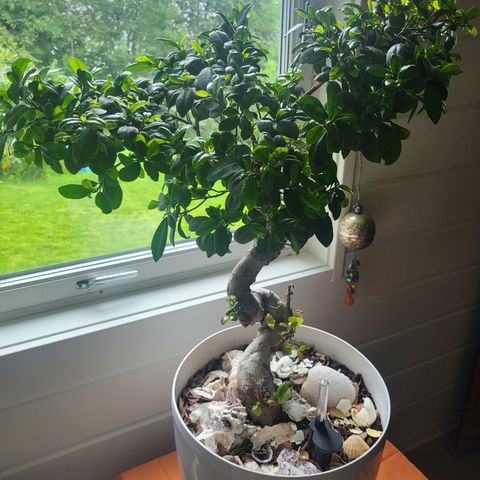 Bonsai