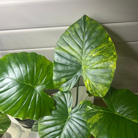 Stor Alocasia Gageana Aurea variegata med selvvanningspotte