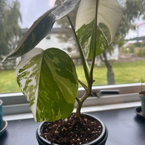 Monstera Variegata