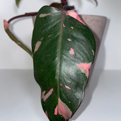 Pink Princess Philodendron - 9 blader (potte inkludert)