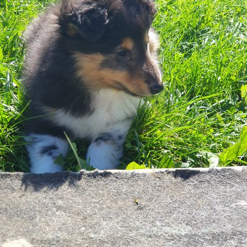 Shetland Sheepdog valp