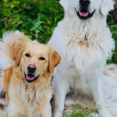 Goldenretriever/ toller valper ( liten prosent labrador)