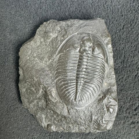 Trilobitt fossil