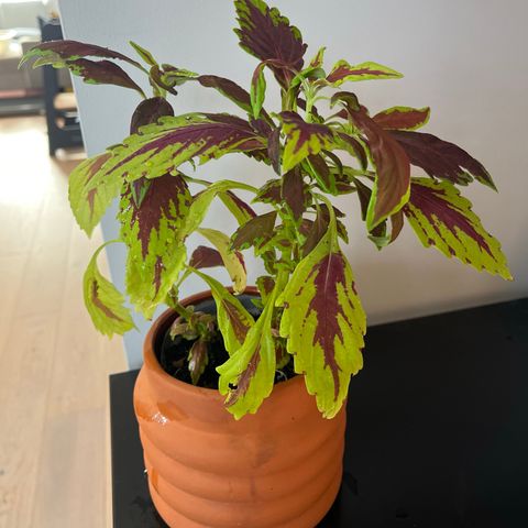 Coleus spraktspragle med blomsterpotte