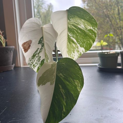 Monstera Variegata plante