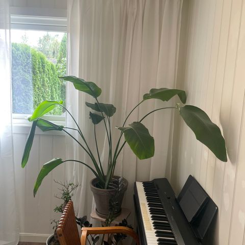 Stor grønnplante: Strelitzia nicolai