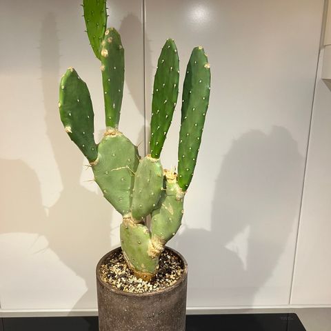 Opuntia ficus  (Kaktus)