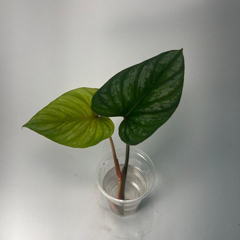 Philodendron mamei stiklinger