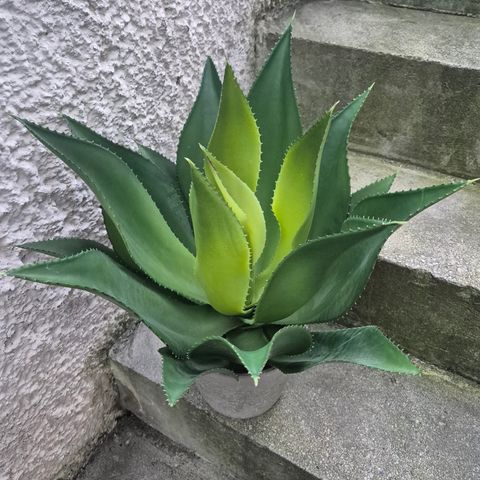 Kunstig Agave