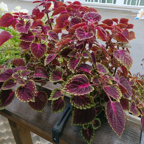 Blomst  Praktspragle / Coleus