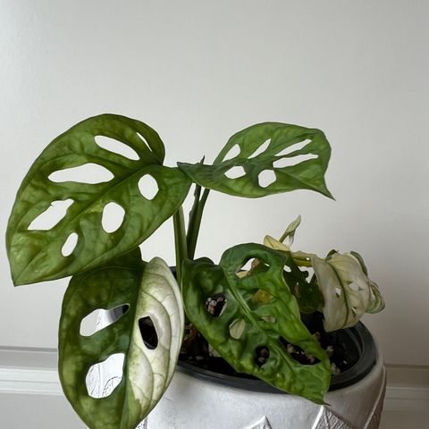 Monstera adansonii Variegata plante