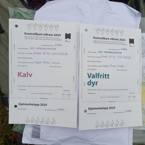 Reinsdyrjakt Setesdal vesthei. Fritt dyr + kalv