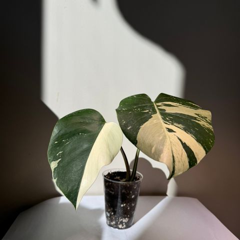 Sjelden! Monstera Deliciosa Mint hel plante.