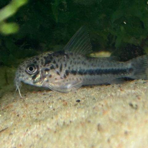 corydoras sipaliwini