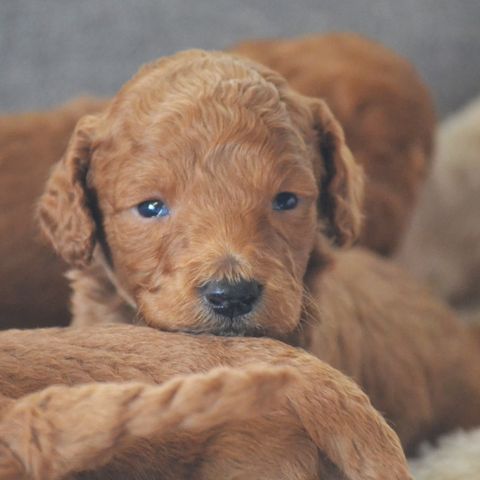 Labradoodles , mini- medium valper