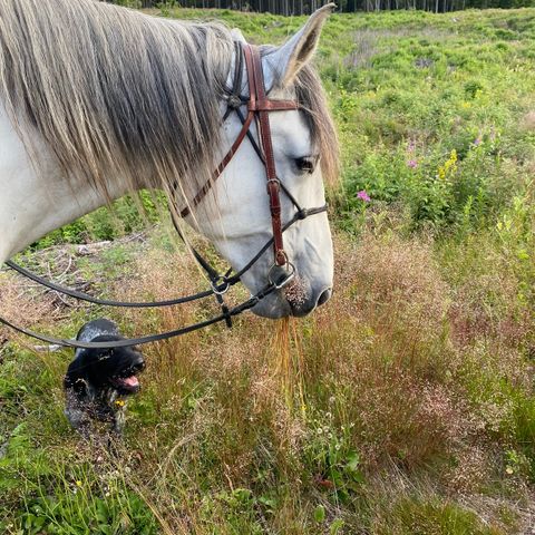 🌟Emanuel⭐️  - Lusitano 7 år vallak APSL reg.