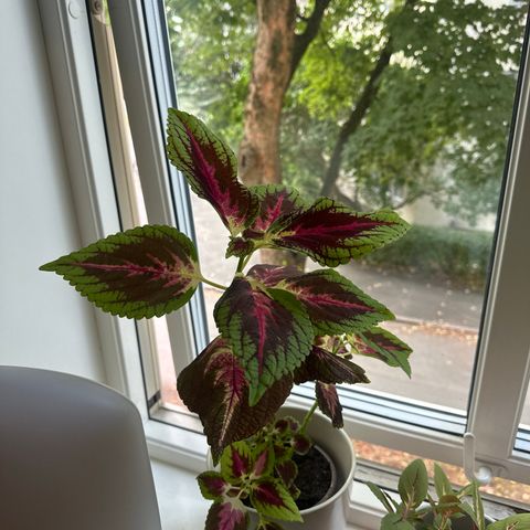 Coleus plante