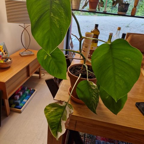 Monstera Variegata med terracotta potte/fat