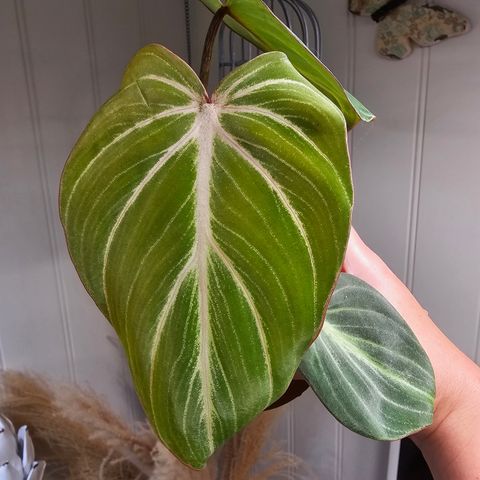 Philodendron Gloriosum Zebra