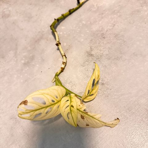 Monstera adansonii variegata