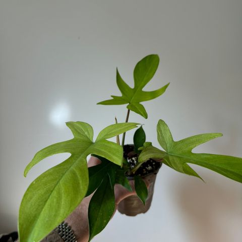 Philodendron Florida Ghost