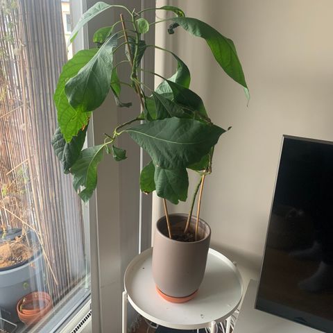 Avokado plante med potte