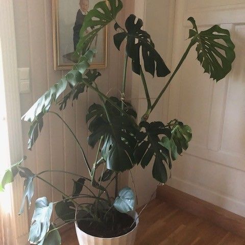 Monstera plante