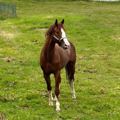 Super fin 3 års sprang hingst