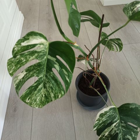 Monstera variegata hel plante