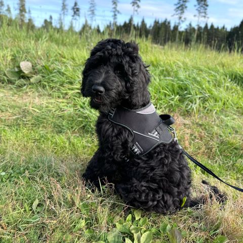 Labradoodle 3 måneder omplasseres