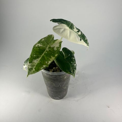 Alocasia frydek variegata planter