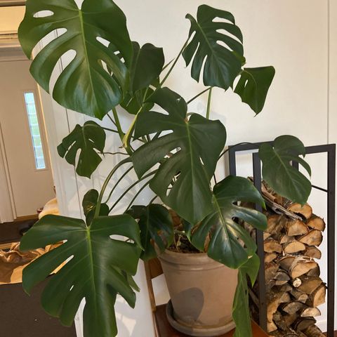 Stor Monstera plante med potte selges 🪴