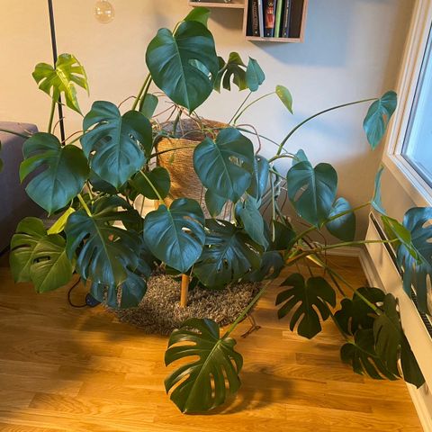 Monstera, stor med potte