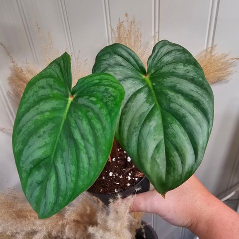 Philodendron Sodiroi Aff.