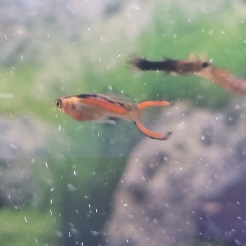 Endlers Guppy - Poecilia wingei