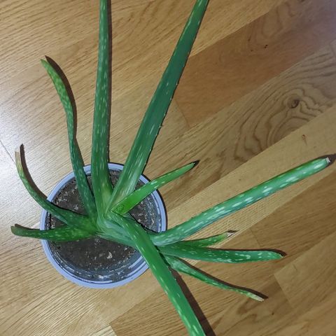 Aloe Vera plante