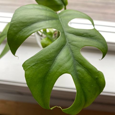 Stor mini-monstera-stikling