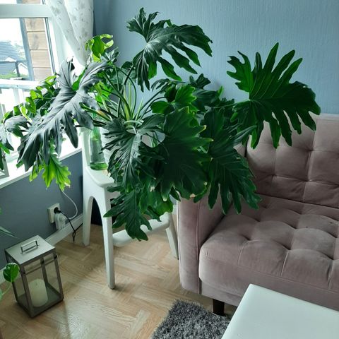 Monstera