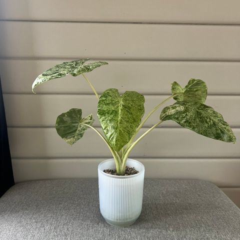 Alocasia Odora batik Albo variegata