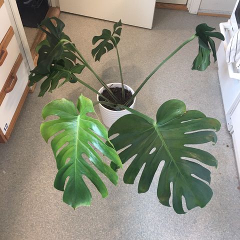 Monstera(reservert)