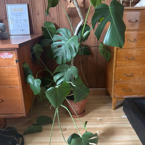 Monstera plante selges uten potte.