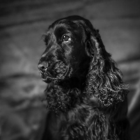 Cocker Spaniel tik