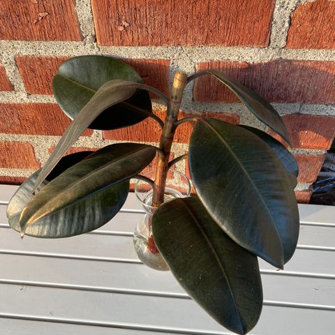 Ficus Elastica - Gummifiken Stikling (A)