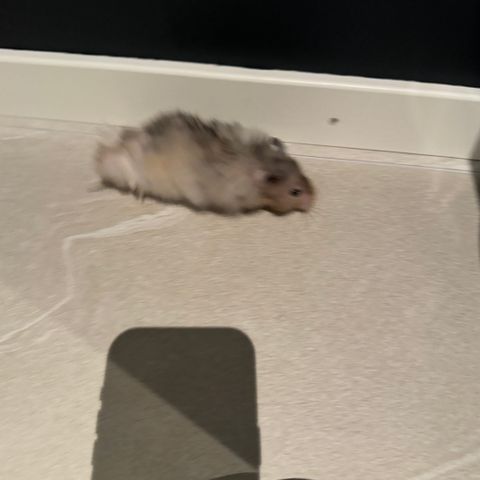 Syrisk hamster