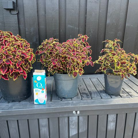 3 store Coleus planter selges billig